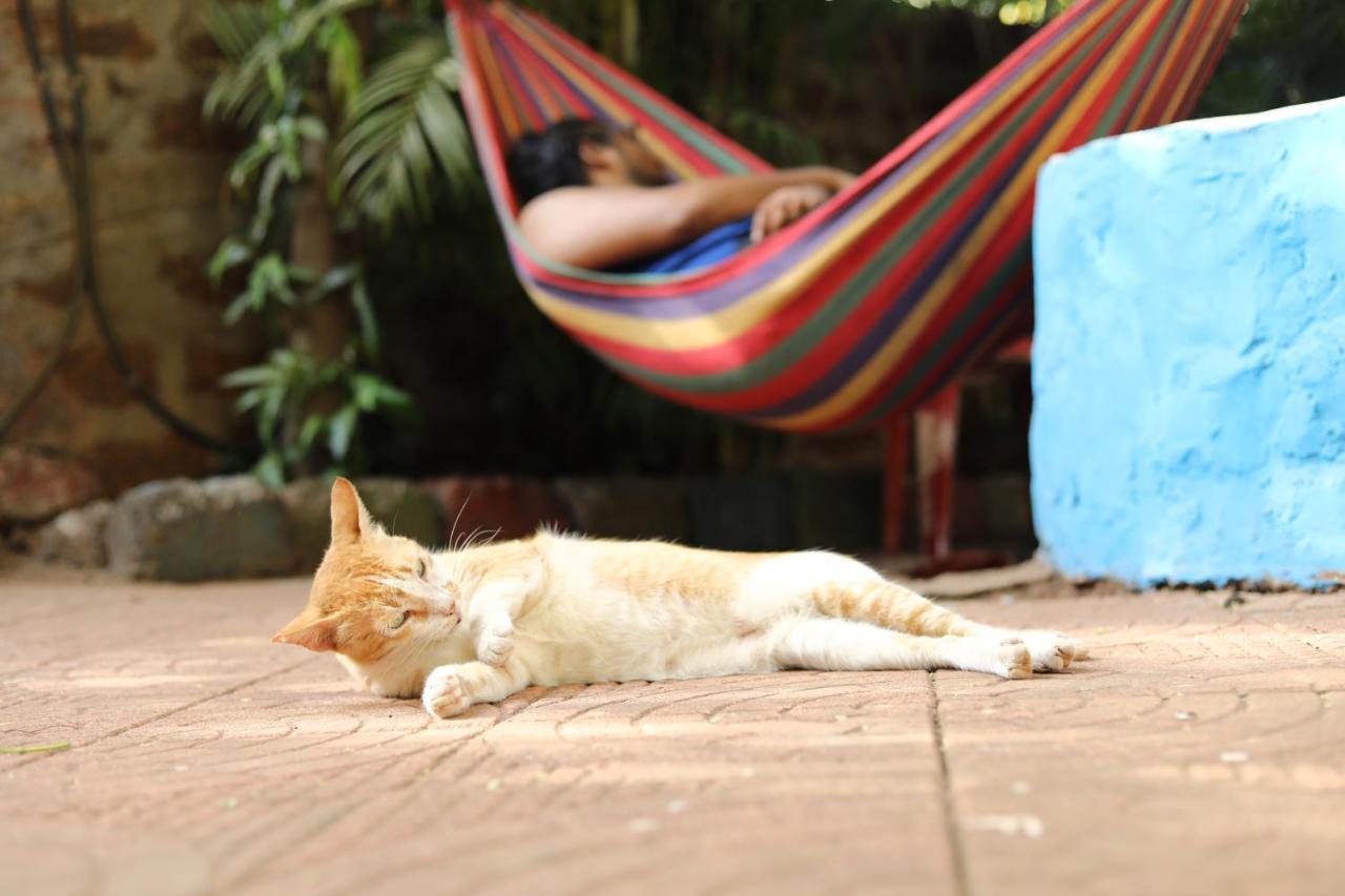 أنجونا Goanvibes Hostel المظهر الخارجي الصورة
